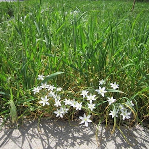 Star of Bethlehem - ornamental flower - 100 bulbs