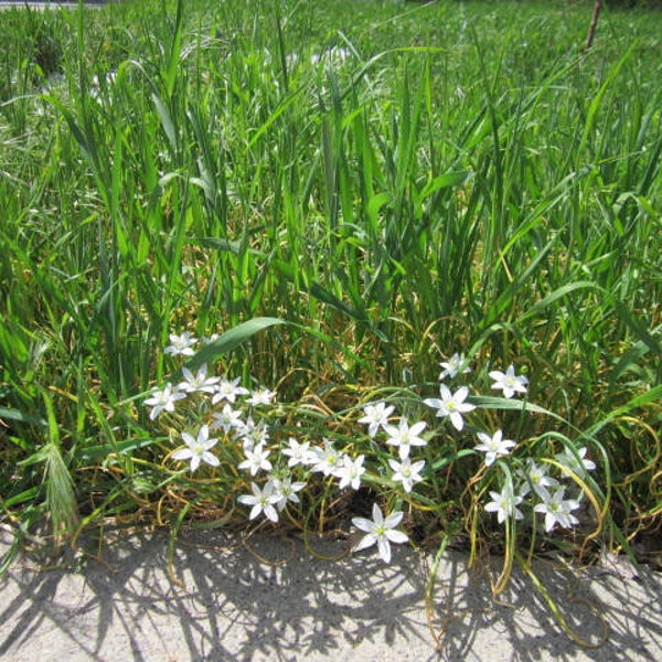 Star of Bethlehem - ornamental flower - 100 bulbs