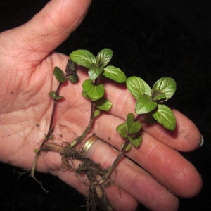 May include: Three small green mint plants with roots, held in a person's hand.