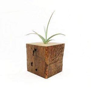 Air Plant Container image 1