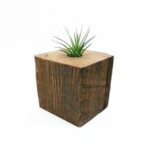 Air Plant Container