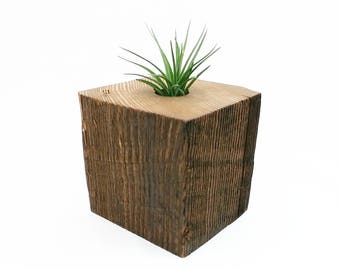 Air Plant Container