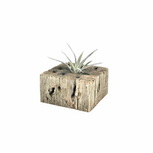 Air Plant Container