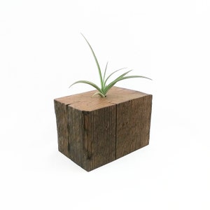 Air Plant Container