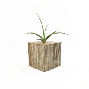 Air Plant Container
