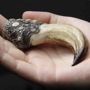 Puede incluir: Escultura detallada de una garra, sostenida en una mano. La base presenta un diseño reptiliano texturizado marrón oscuro, que conduce a una garra lisa blanquecina con una punta marrón oscuro. La artesanía es evidente.