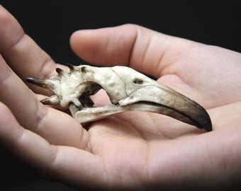 Aigon Crow Skull with Spikes, Handmade Resin Bird Skull Replica, Fantasy Creature Monster Head, Gothic Home Decor, Witchy Altar Oddity