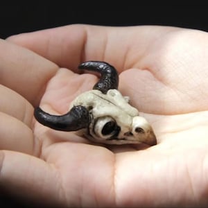 May include: A miniature skull with black horns. The skull is off-white with dark eye sockets and a pointed beak. The horns are curved and textured. The object is held in an open hand.
