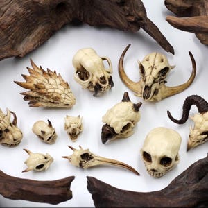 Handmade Resin Monster Skull Collection | Halloween Gift |Artful Skull | Vintage Curio | Artistic Resin Skull | Craft Gift | Vulture Culture