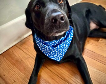 Pañuelo para perro Blue Bones sobre el collar