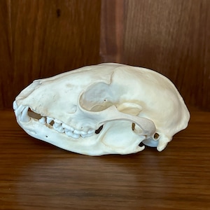 Real Raccoon Skull, Cleaned