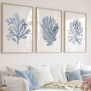 Set di 3 stampe di alghe coralline beige blu, decorazioni murali minimaliste con motivi costieri, arte murale moderna con acquerello, soggiorno, camera da letto, regalo di compleanno per lei