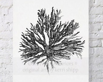 Sea Coral in Charcoal II  11x14 Print