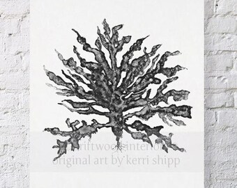 Sea Coral in Charcoal III 11x14 print