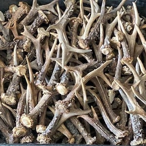 Astas de corzo naturales – 1 kg 12-20 cm/ 2,2 lb 4,7-7,8 pulgadas – Arte, manualidades, decoración, masticable para perros natural 14-22 piezas.