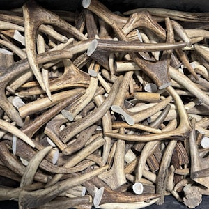 Natural Cut Red Deer Antlers – Craft Supplies, Dog Chews