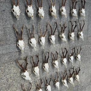 Random Natural Roe Deer Antler skull for unique Interior & Wall Decor, Home Styling