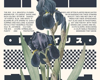 Iris flower - A3 size