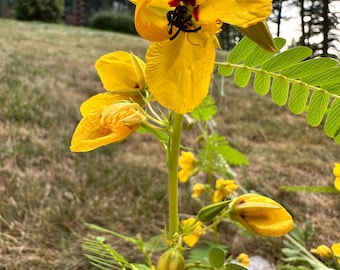 Wild Senna Seeds: Tall Yellow Blooms, Pollinator Magnet - 25 Seeds