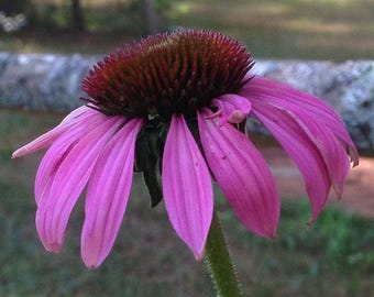 Echinacea purpurea (Purple Coneflower) 50 Seeds