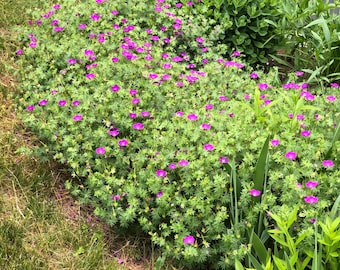 Bloody Crane'sbill Geranium Seeds –| Hardy Geranium | Long-Blooming Perennial | Cottage Garden Flower