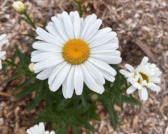 Shasta Daisy &#39;Becky&#39; (Leucanthemum ) 50 to 100 Seeds