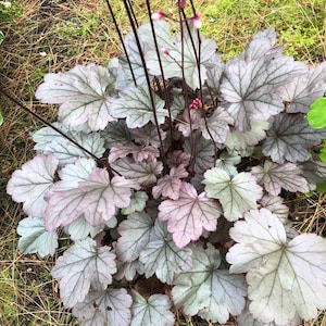 Stainless Steel Coral Bells Seeds | Heuchera Perennial | Shade Garden Flower | Deer Resistant | 50 Seeds