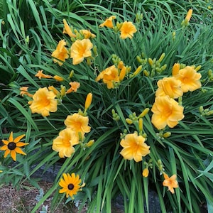 May include: A vibrant garden scene featuring clusters of bright yellow daylilies in full bloom. The flowers have ruffled petals and are surrounded by long, green leaves. Several black-eyed susans are also visible.