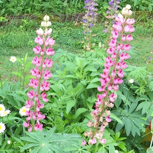 Pink & Purple Mix Lupine (Lupinus polyphyllus) – 25 Seeds | Perennial | Cottage Garden Favorite | Pollinator-Friendly