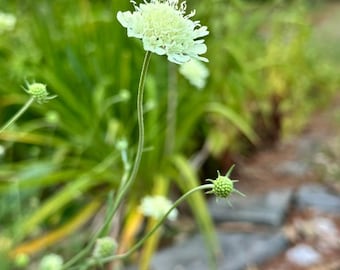 White Pincushion Flower Seeds: Elegant Scabiosa, Pollinator-Friendly (25 Seeds)
