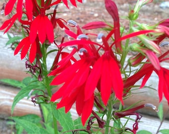 Red Cardinal Flower (Lobelia cardinalis) – 50+ Seeds | Perennial | Brilliant Red Blooms | Hummingbird Favorite