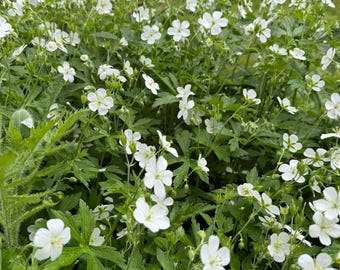 White Cranesbill Seeds (Hardy Geranium) – 25 Seeds | Perennial Flowers | Shade & Sun | Pollinator Friendly