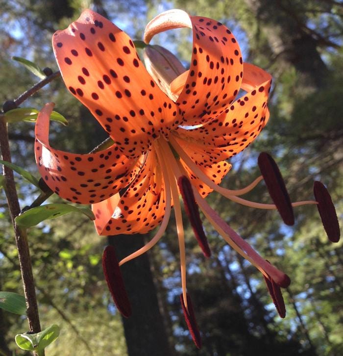Tiger Lily (lilium Lancifolium)  15 Seeds | Perennial | Bright Orange  Blooms | Pollinator-friendly - Etsy