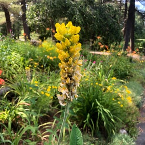 Carolina Lupine (Thermopsis villosa) – 20 Seeds | Tall Yellow Perennial | Pollinator Magnet | Drought-Tolerant