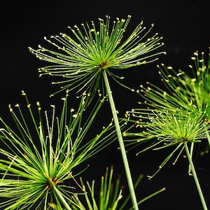 May include: Close-up of several green papyrus plants against a black background. The plants have long, slender stems and intricate, radial flower heads with tiny, yellow-tipped structures. The image highlights the plants' delicate textures and vibrant color.