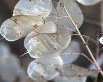 Money Plant (Lunaria annua) – 20 Seeds | Biennial | Silver Dollar Seed Pods | Cottage Garden Favorite