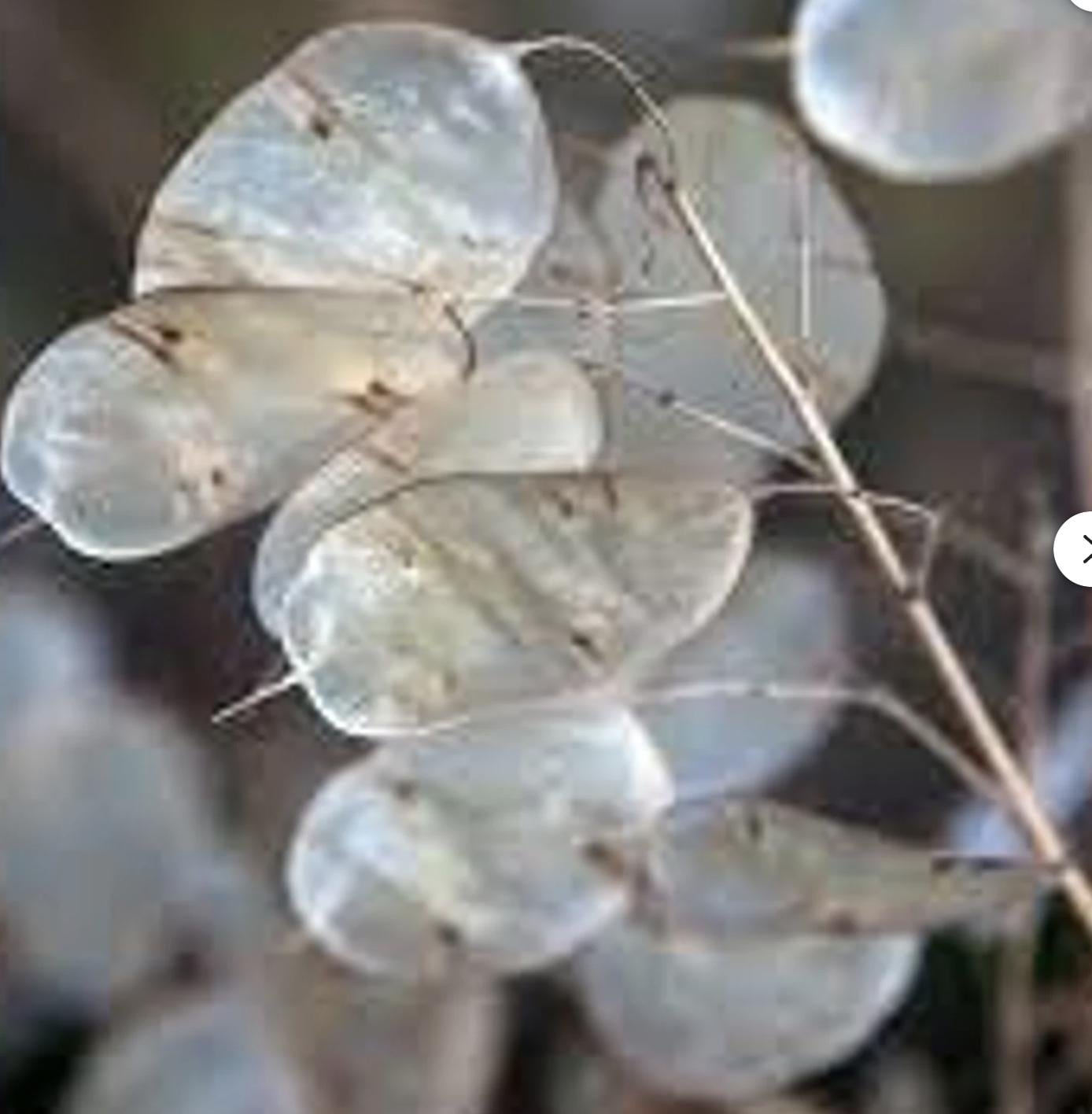 Lunaria Annua Seeds - Etsy