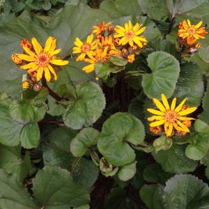May include: A cluster of vibrant yellow flowers with orange centers and dark stems, surrounded by large, green, heart-shaped leaves. The flowers are in full bloom, showcasing their intricate petal structure. The plant is in a natural outdoor setting.