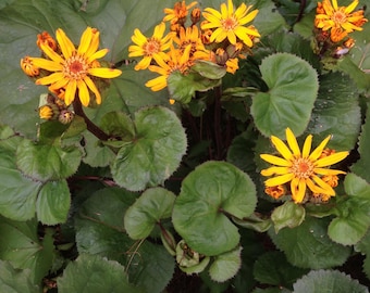 Ligularia ‘Brit-Marie Crawford’ – 20+ Seeds | Perennial | Bold Yellow Blooms & Dark Foliage | Pollinator-Friendly