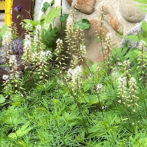 Tiarella wherryi 'Sugar & Spice' Foam Flower 50 Seeds