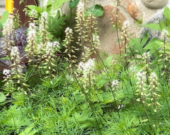 Foam Flower ~ Sugar&Spice (Tiarella wherryi) 50 Seeds