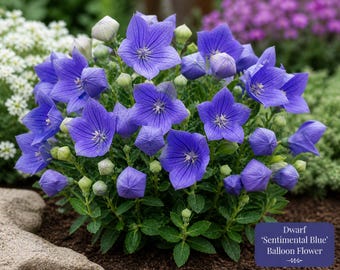 Dwarf Balloon Flower ‘Sentimental Blue’ – 25 Seeds | Blue Platycodon | Compact Perennial | Pollinator Friendly