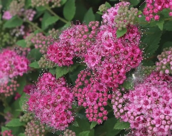 Reeves Spirea - Bridal Wreath Spirea - Summer White Flowers - Live