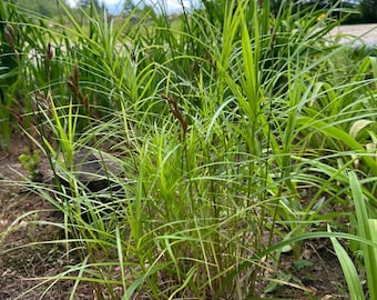 Variegated Hakonechloa Ornamental Grass Seeds: Shade-Loving Perennial