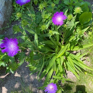 May include: A cluster of vibrant purple flowers with a central white core, surrounded by long, green leaves. The flowers are in full bloom, with a few buds visible. The scene is set outdoors, with a mix of green foliage and soil.