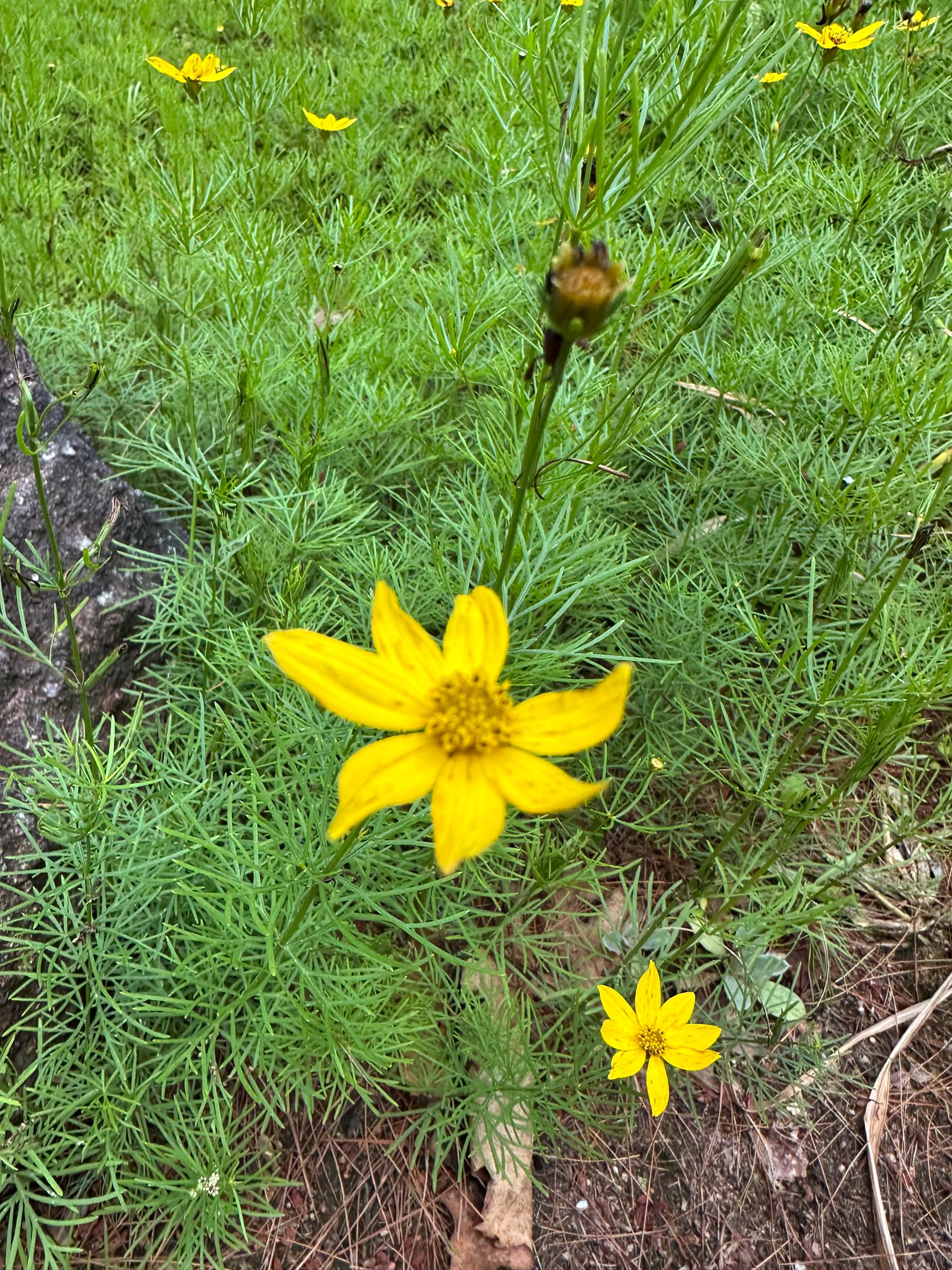 Threadleaf Snakeweed Threadleaf Coreopsis Seeds – Bright Yellow Blooms, Perennial Pollinator ...