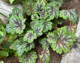 Firefly Coral Bells (Heuchera sanguinea) 50 Seeds