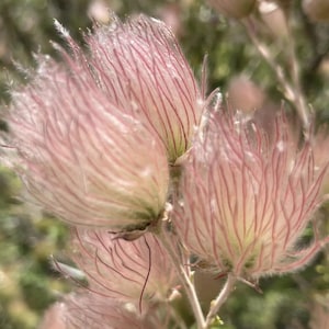 May include: Close-up of several pale pink seed heads with feathery, textured surfaces and delicate red veins. The seed heads are clustered together on thin, light green stems, set against a blurred green background.
