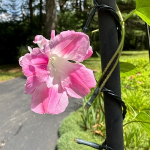May include: A close-up of a vibrant pink and white morning glory flower. The flower is in full bloom, with delicate petals and a trumpet shape. A black pole with green vines and lights is in the background.