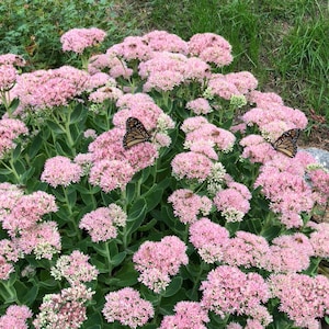 PlantFiles Pictures: Hylotelephium, Sedum, Showy Stonecrop 'Autumn Joy' ( Hylotelephium PlantFiles Pictures: Hylotelephium, Sedum, Showy Stonecrop 'Autumn Joy' ( Hylotelephium
